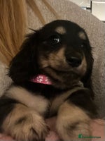 Miniature Dachshund dogs - Advert 2