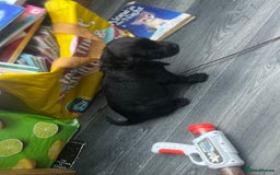 Cocker Spaniel dogs for sale: 4 stunning girl show cocker spaniels - Image 16