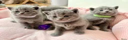 British Shorthair cats for sale: 4 beautiful British Shorthair Blue kittens 🩵 - Advert 2