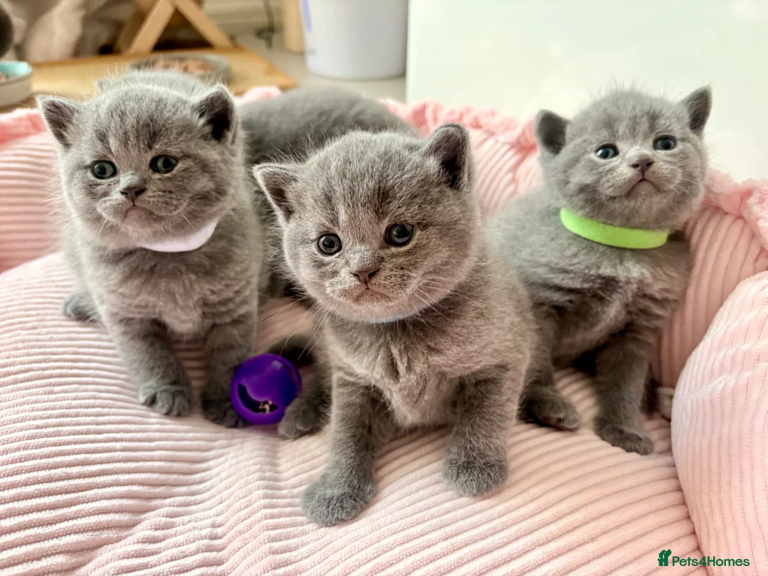 British Shorthair cats for sale: 4 beautiful British Shorthair Blue kittens 🩵 - Advert 2