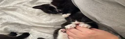 Mixed Breed cats for sale: 🐾 Beautiful Kittens Looking for Loving Homes 🐾 - Advert 6