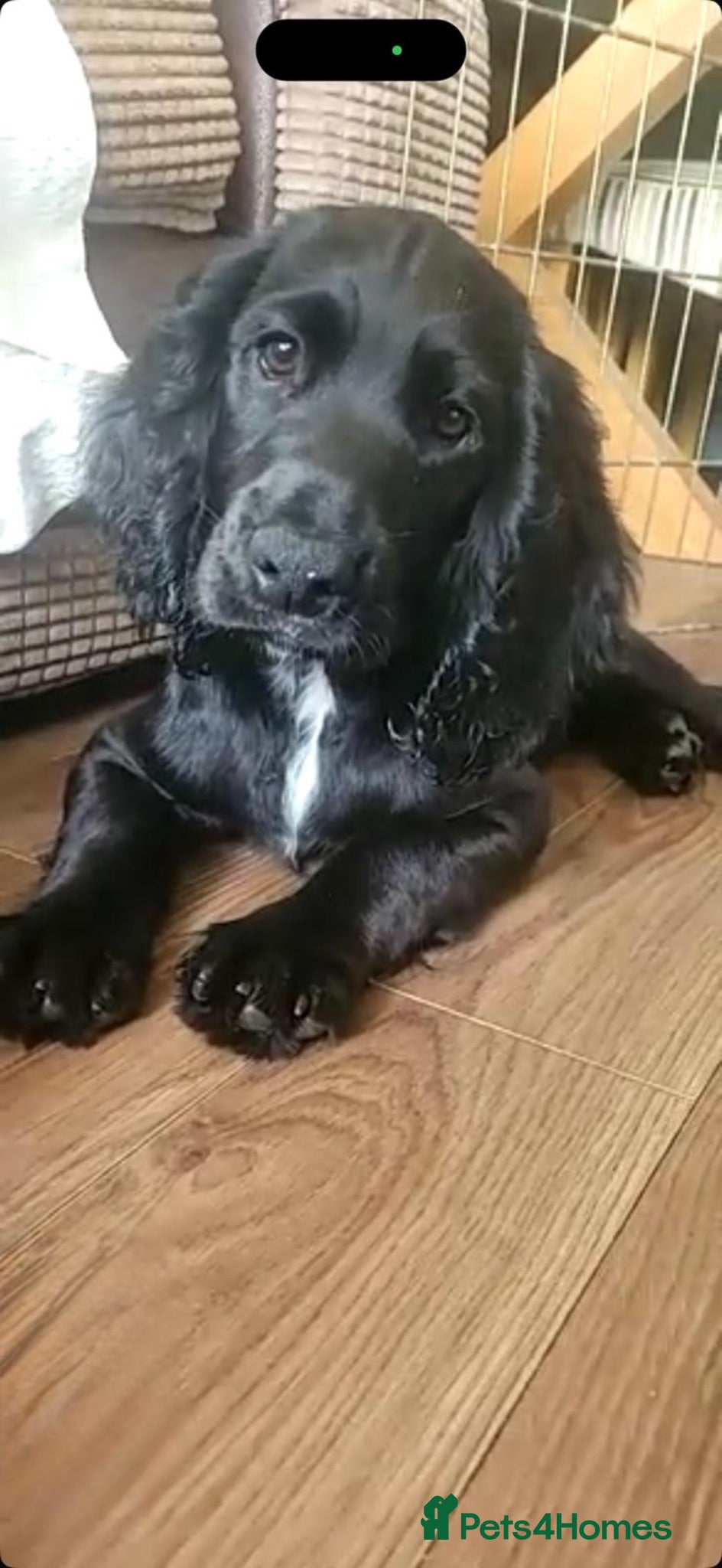 Cocker Spaniel dogs Ready to go🩵 1 cocker spaniel puppy - Advert 7
