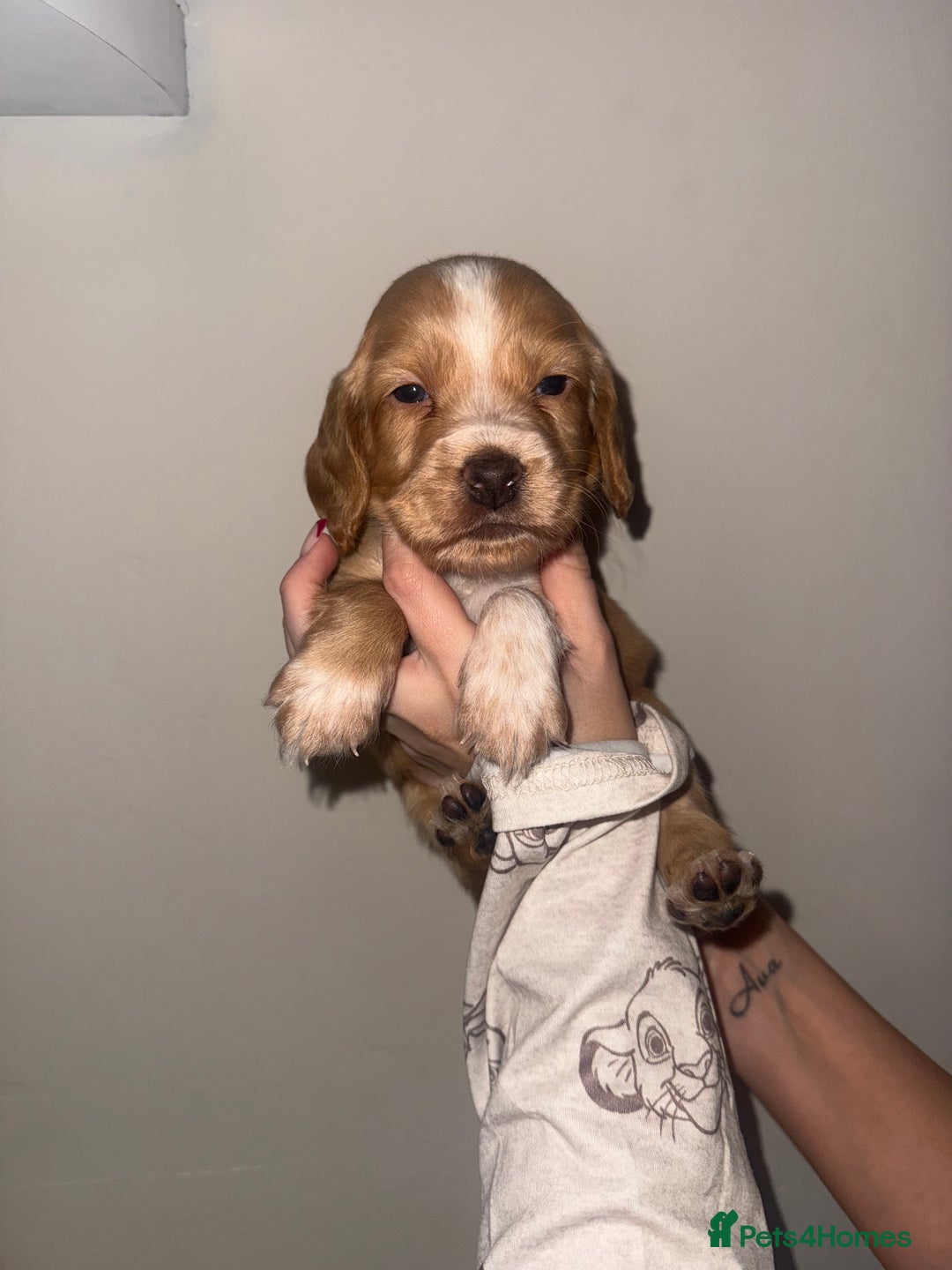Cocker Spaniel dogs for sale: Beautiful cocker spaniels  - Advert 2