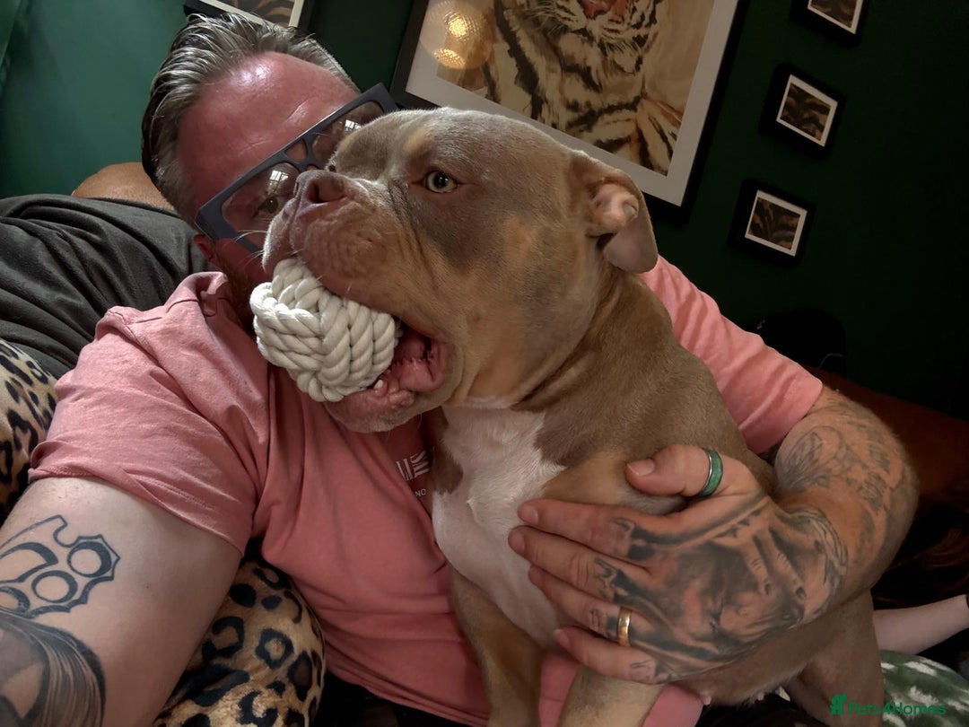 American Bully dogs for sale: BIGGA BULLZ Lilac/Tan micro exotic bully girl - Advert 5
