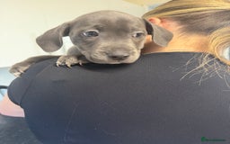 Staffordshire Bull Terrier dogs for sale: Last puppy needing a new home… - Image 4