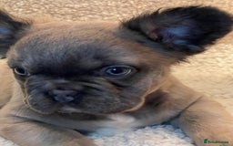 French Bulldog dogs for sale: Beautiful Fluffy Frenchie Pups - Advert 9