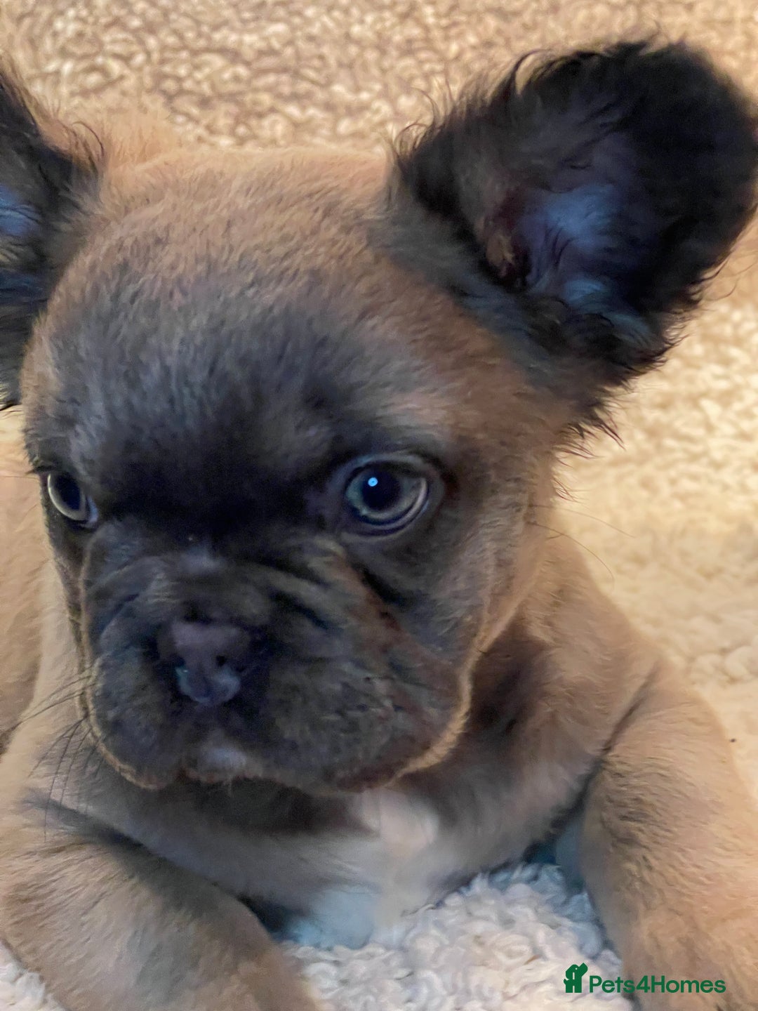 French Bulldog dogs for sale: Beautiful Fluffy Frenchie Pups - Advert 9