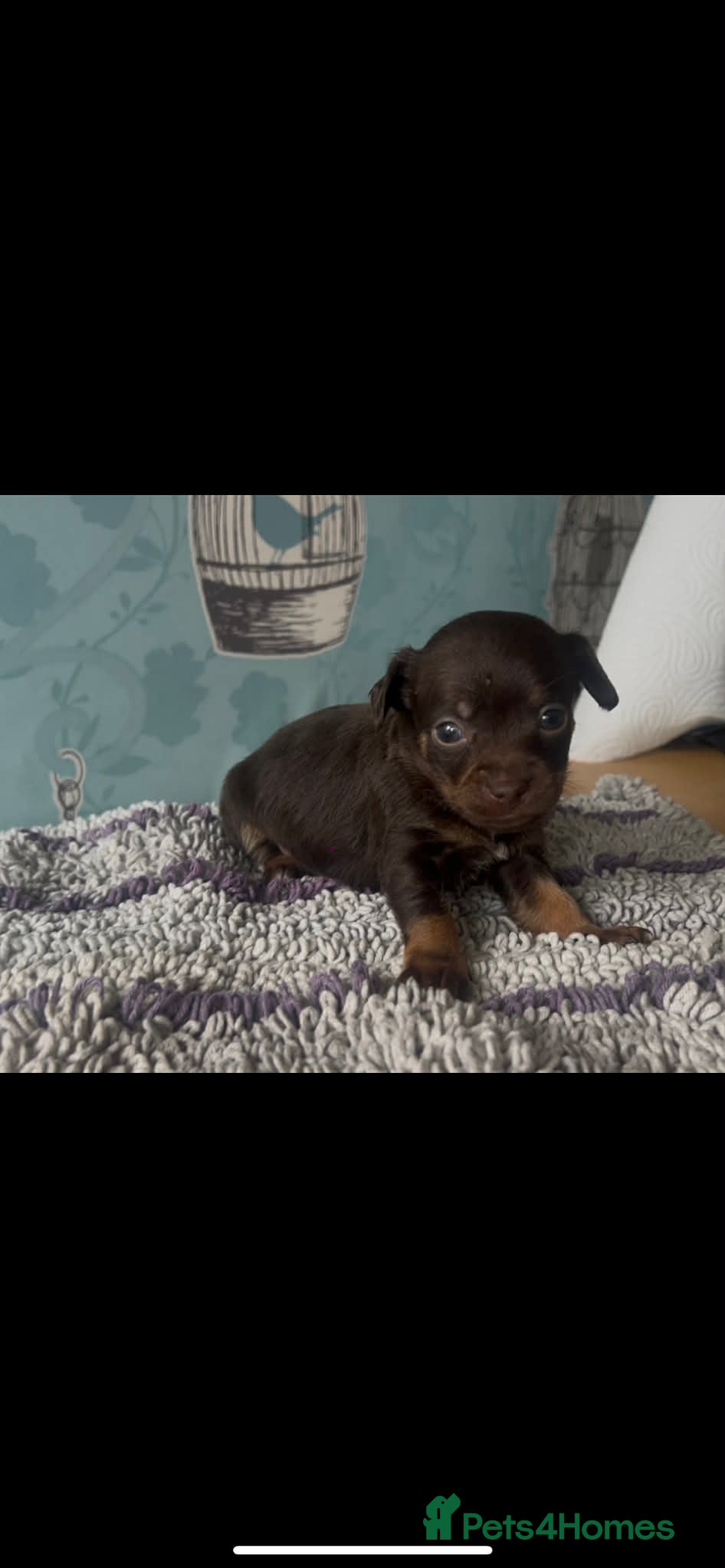 Mixed Breed dogs 5 cockapoo x chihuahua puppies - Advert 1