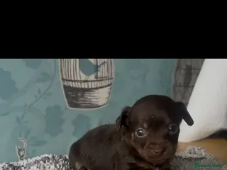 Mixed Breed dogs 5 cockapoo x chihuahua puppies - Advert 6