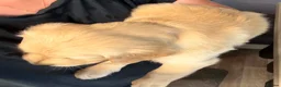 Golden Retriever dogs for sale: Chunky KC Golden Retriever Puppies - Advert 12