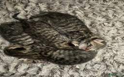 British Shorthair cats for sale: Four British shorthair cross Bengal kittens - Image 4