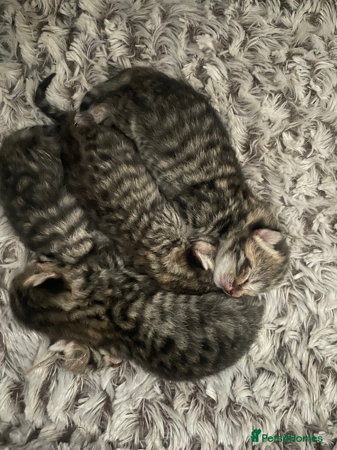 British Shorthair cats for sale: Four British shorthair cross Bengal kittens - Image 4