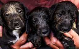 Bedlington Terrier dogs for sale: F1 x bedlington Whippet - Image 2