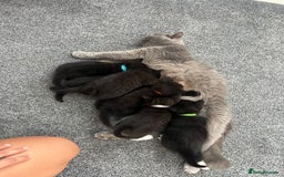 British Shorthair cats for sale: British shorthair black/2point - Image 1