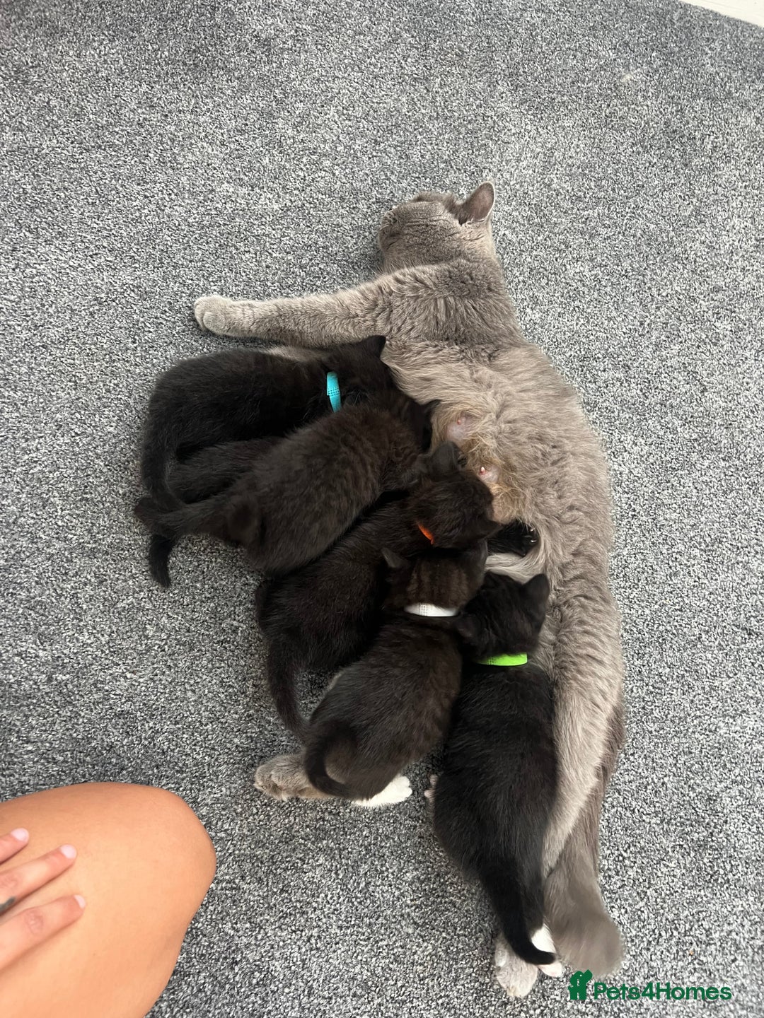 British Shorthair cats for sale: British shorthair black/2point - Image 1