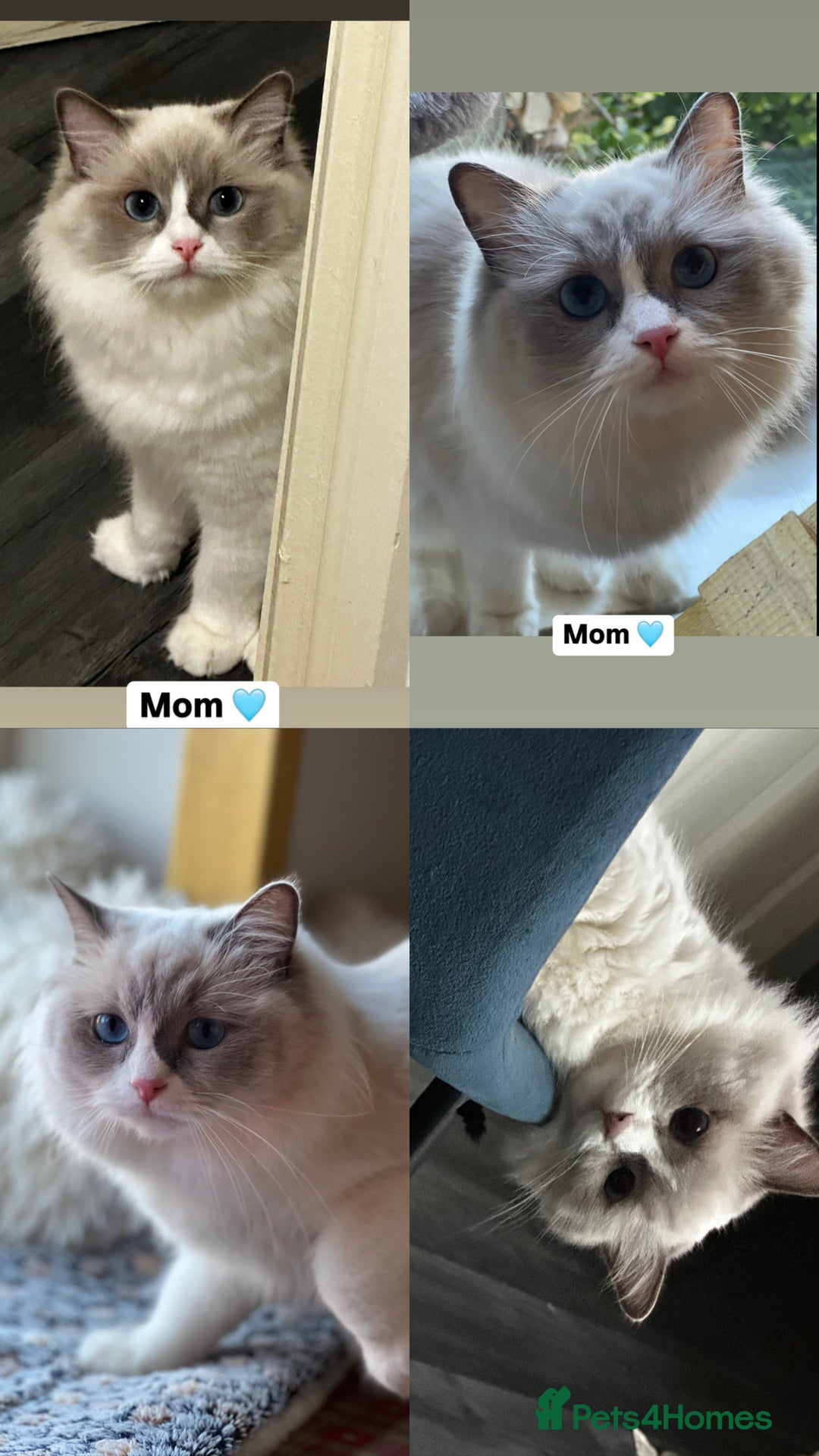 Ragdoll cats for sale: ✨ 4 Gorgeous Ragdoll Kittens ✨ - Advert 13