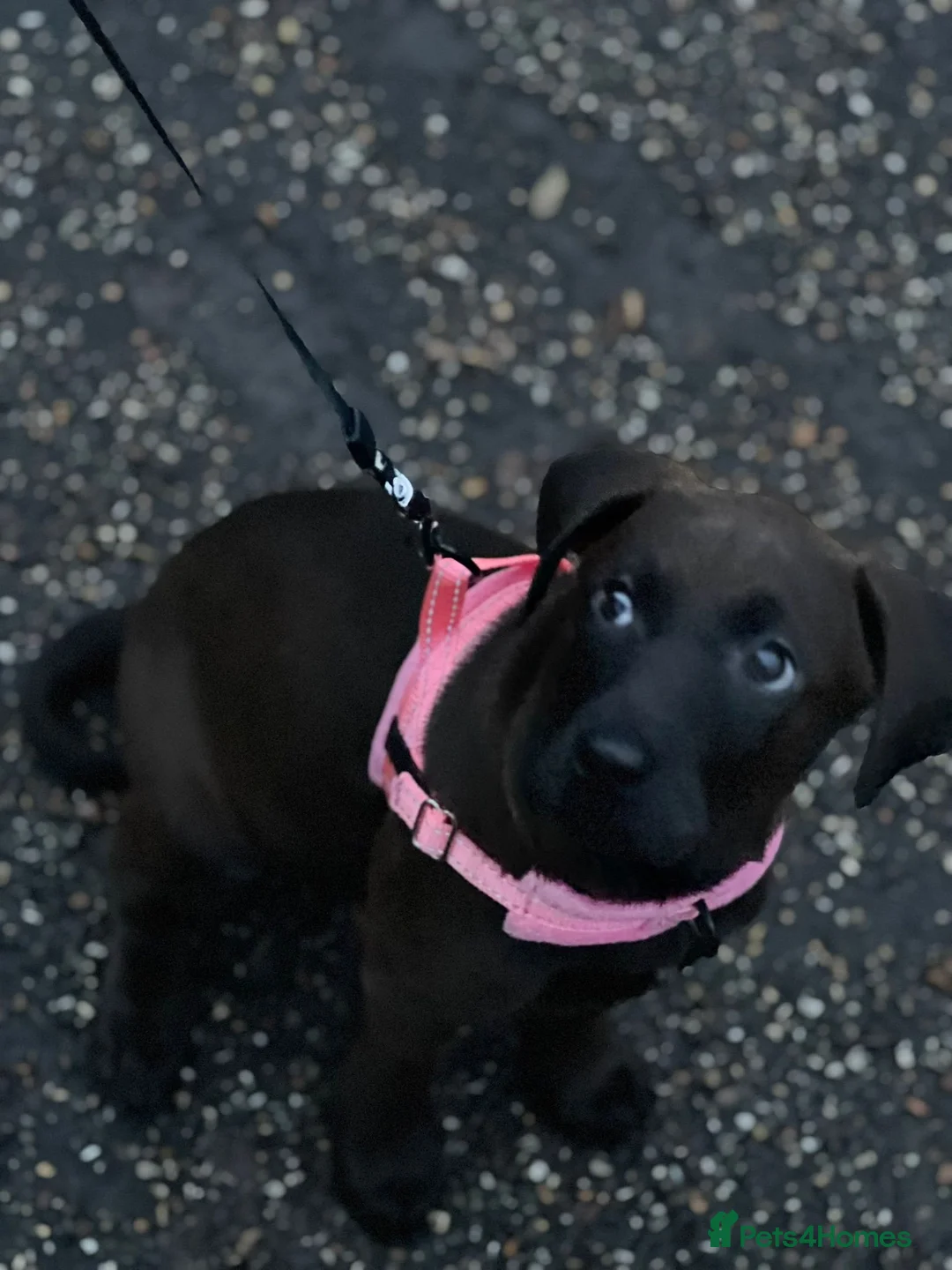 Labrador Retriever dogs for sale: Rehome 7 Month Old Working Type Labrador Retriever - Advert 13