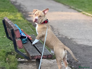 American Bully dogs - Advert 3