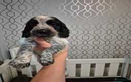 Sprocker dogs for sale: Beautiful Sprocker Pups - Advert 9