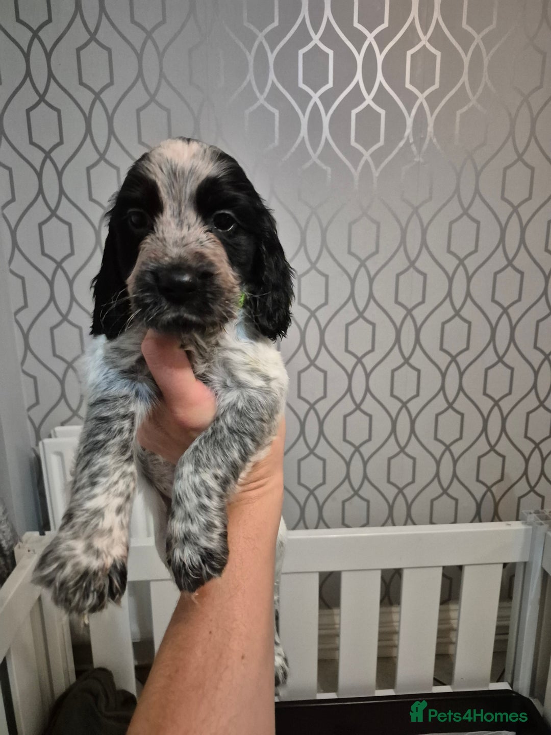 Sprocker dogs for sale: Beautiful Sprocker Pups - Advert 9