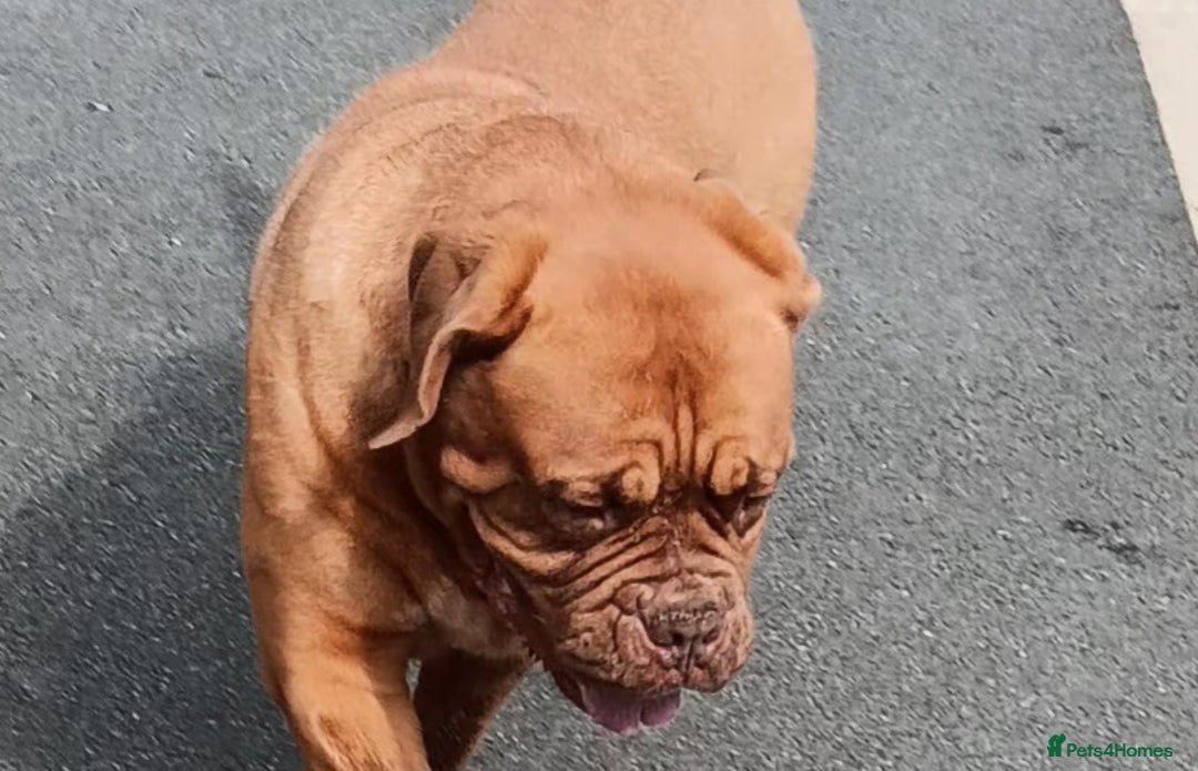 Dogue De Bordeaux dogs for sale: 4yr old Dogue De Bordeaux - Image 1