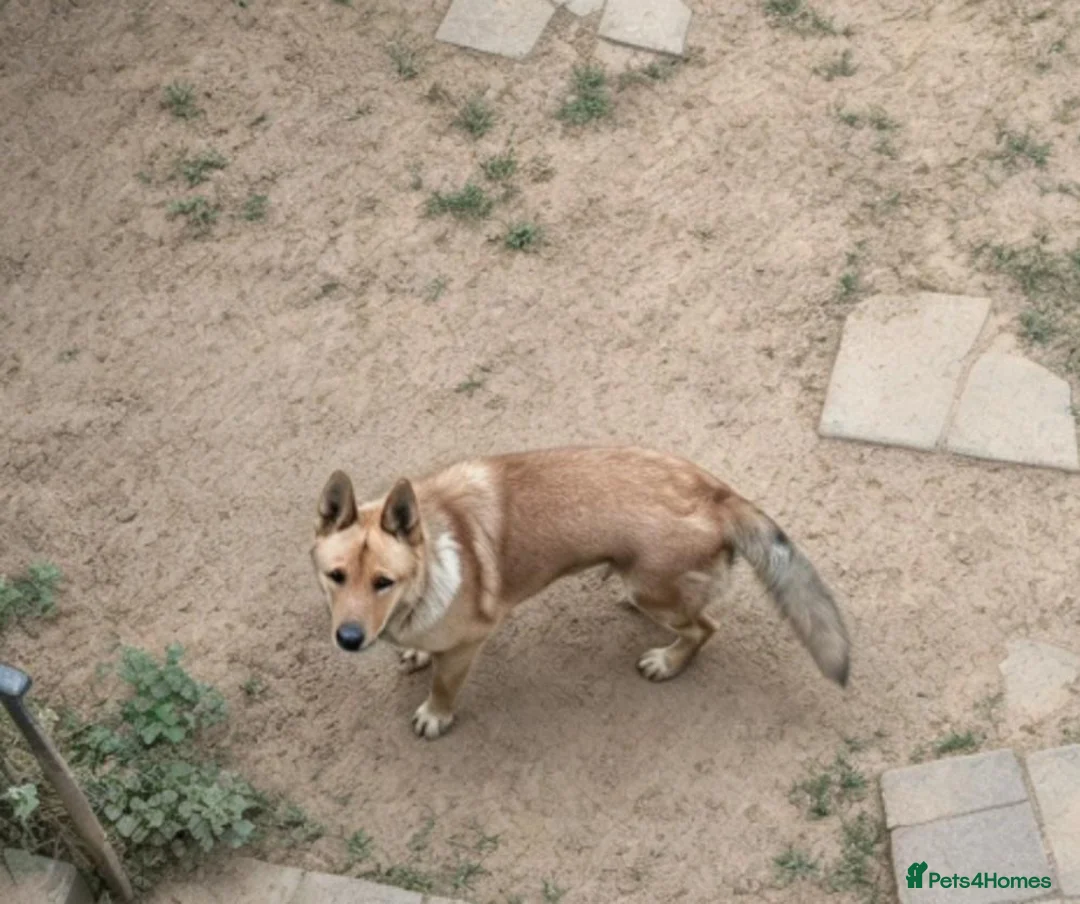 Mixed Breed dogs for sale: 10 month old german shepherd x american akita - Advert 5