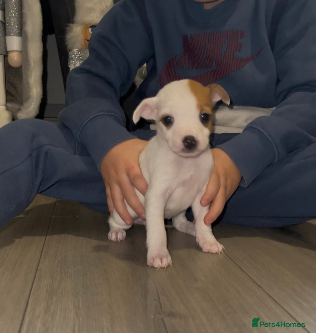 Jack Russell dogs for sale: READY NOW! OutstandingJack Russell puppies - Advert 14