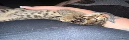 Domestic Shorthair cats for sale: Beautiful kittens for sale - Advert 11