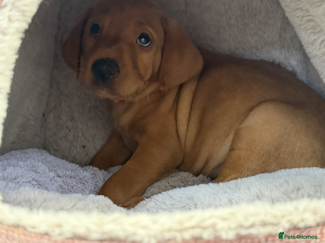 Labrador Retriever dogs for sale: KC Registered Labrador Puppies - Call  **  - Image 39