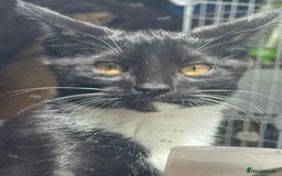 Domestic Shorthair cats for sale: female kittens for sale 2 LEFT |READY TO LEAVE! 🐾 - Image 4