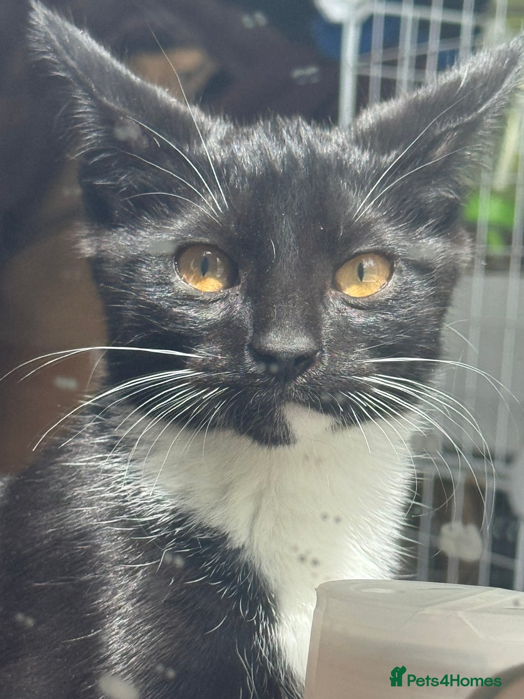 Domestic Shorthair cats for sale: female kittens for sale 2 LEFT |READY TO LEAVE! 🐾 - Image 4