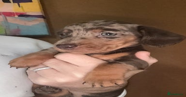 Miniature Dachshund dogs 🩵🩷Stunning KC Reg Mini Dachshunds🩵🩷 - Advert 8