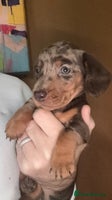 Miniature Dachshund dogs 🩵🩷Stunning KC Reg Mini Dachshunds🩵🩷 - Advert 6