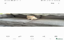 Pomeranian dogs for sale: Pomeranian puppies  - Image 15