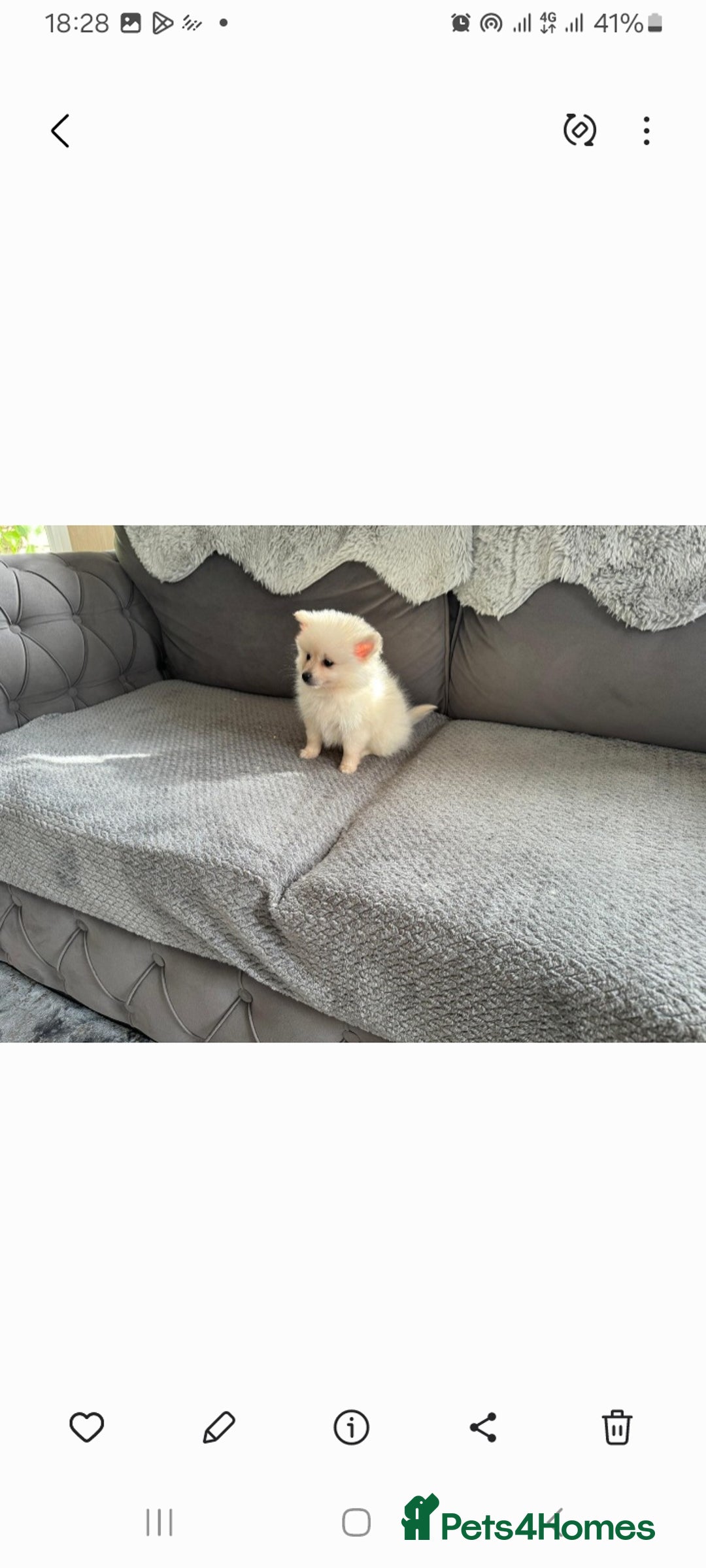 Pomeranian dogs for sale: Pomeranian puppies  - Image 15