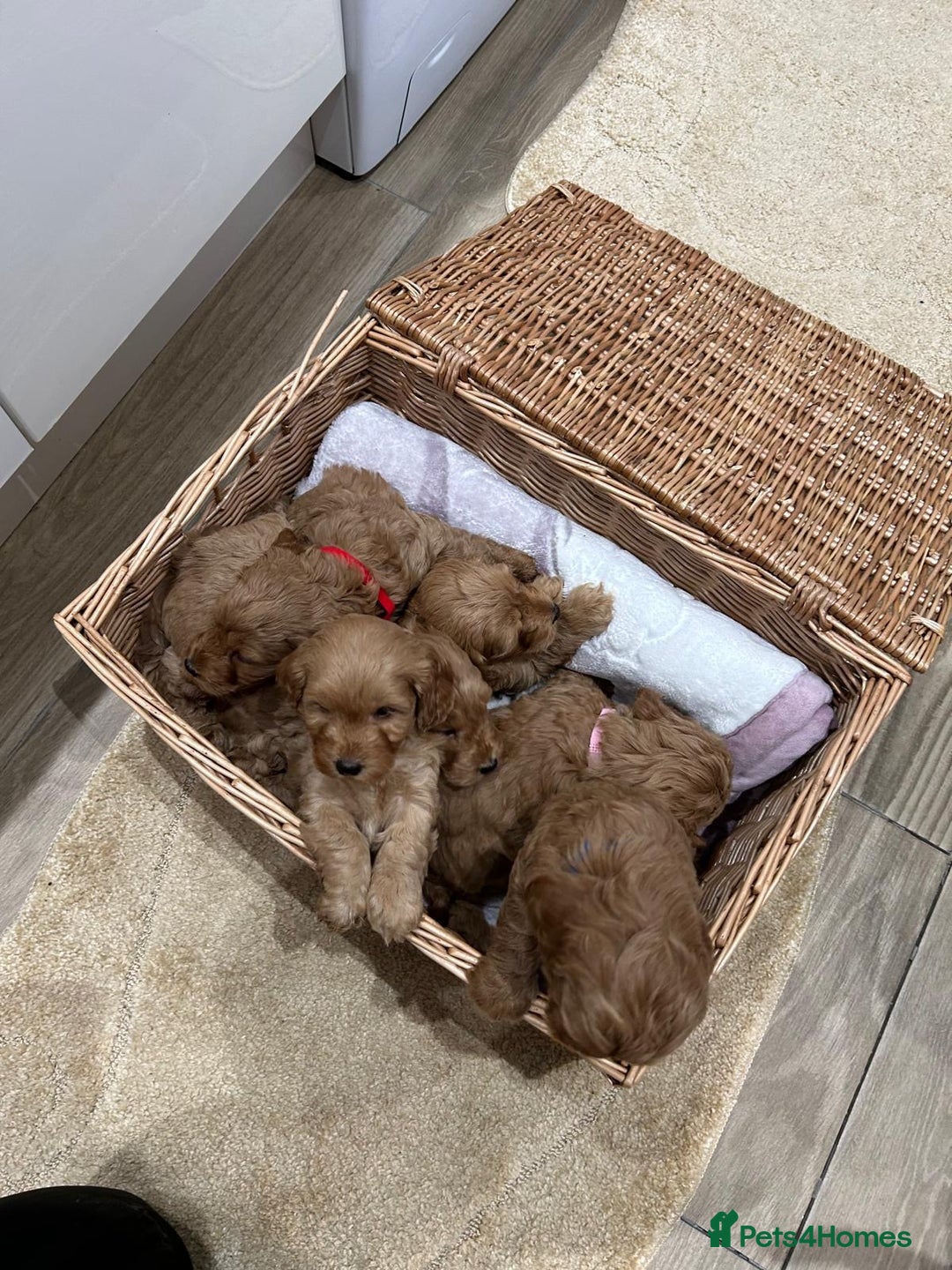 Cockapoo dogs for sale: F1 Miniature Cockapoo  - Advert 13