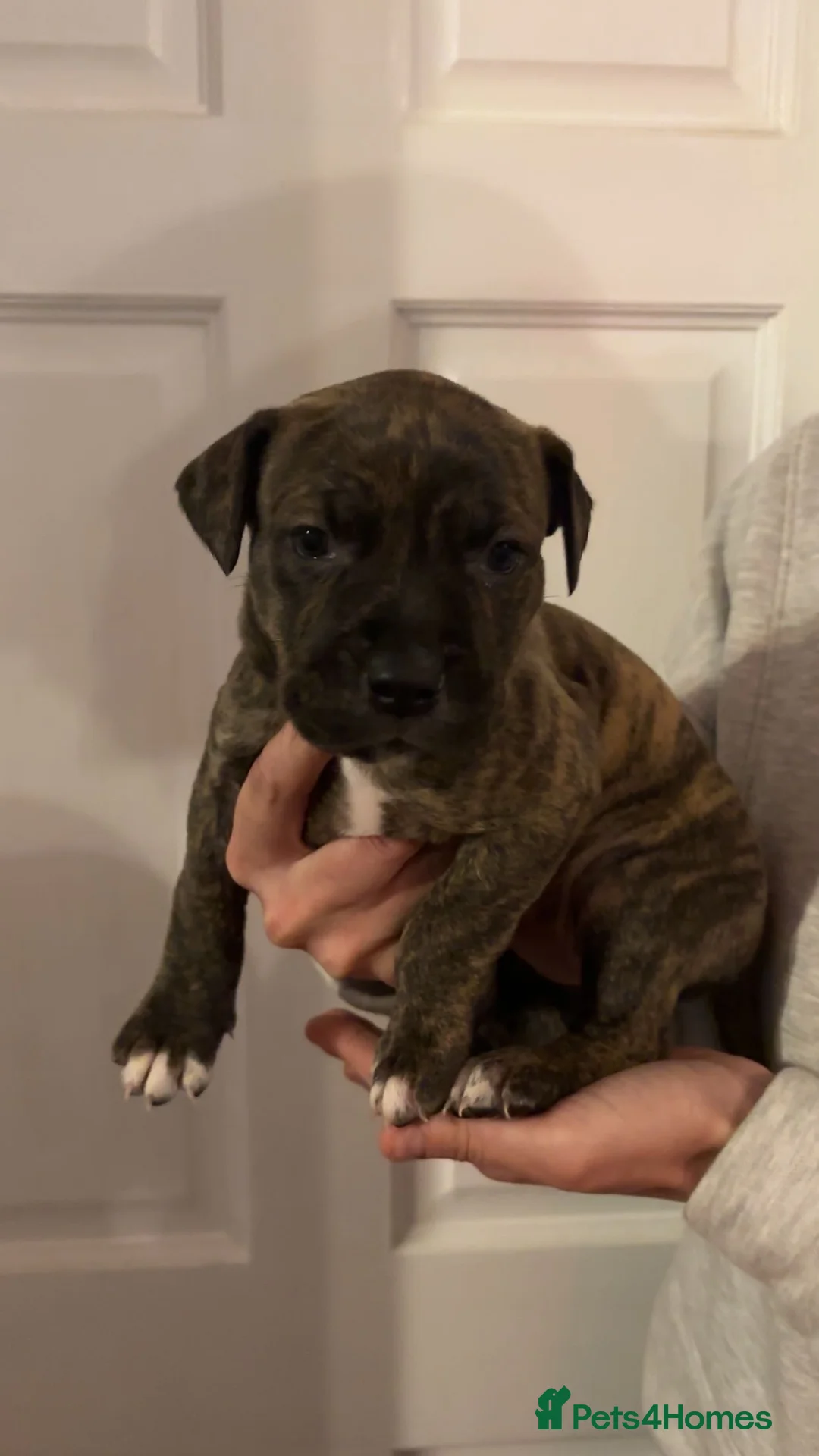 Mixed Breed dogs for sale: Stunning Cane Corso x Presa Canario Puppies  - Advert 30
