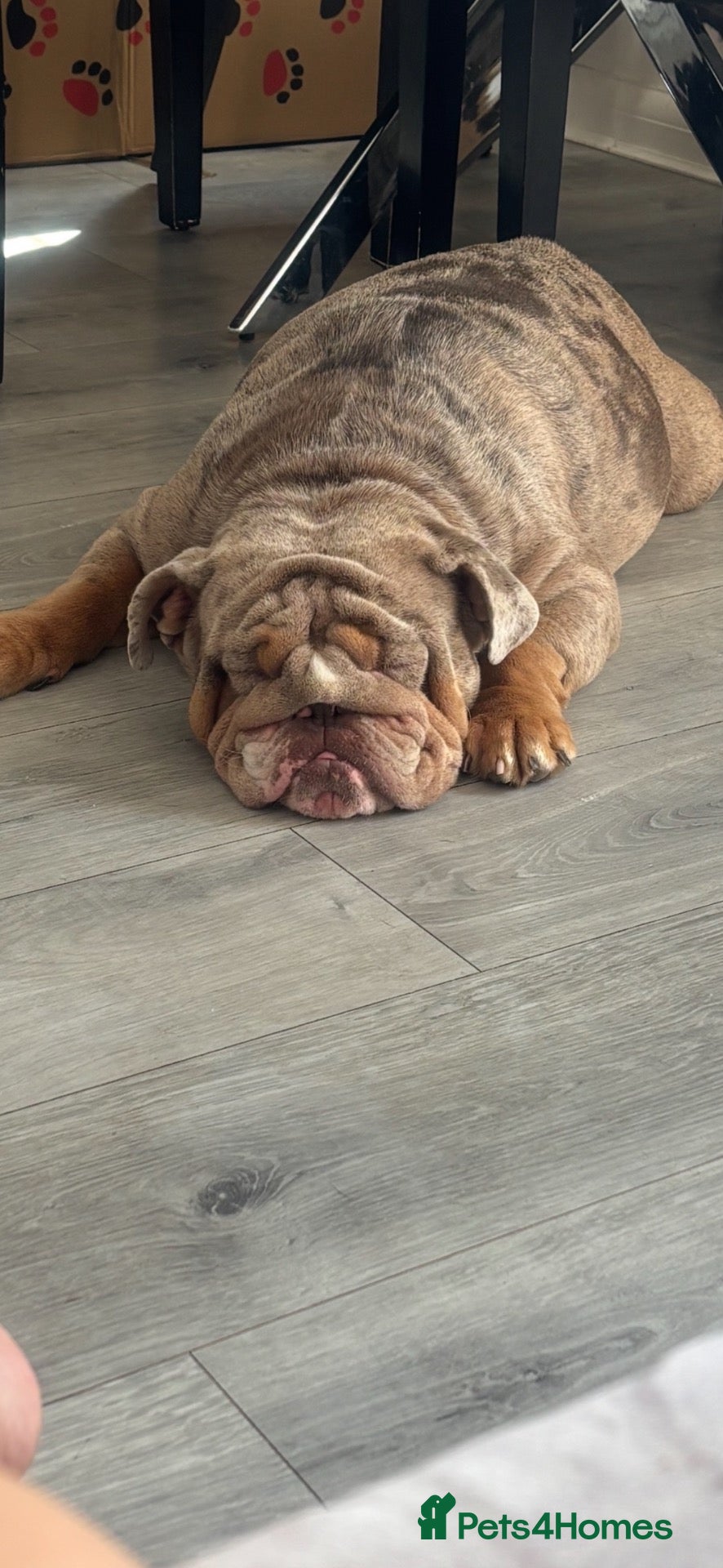 English Bulldog dogs *** QUALITY ENGLISH BULLDOG’s *** - Advert 2