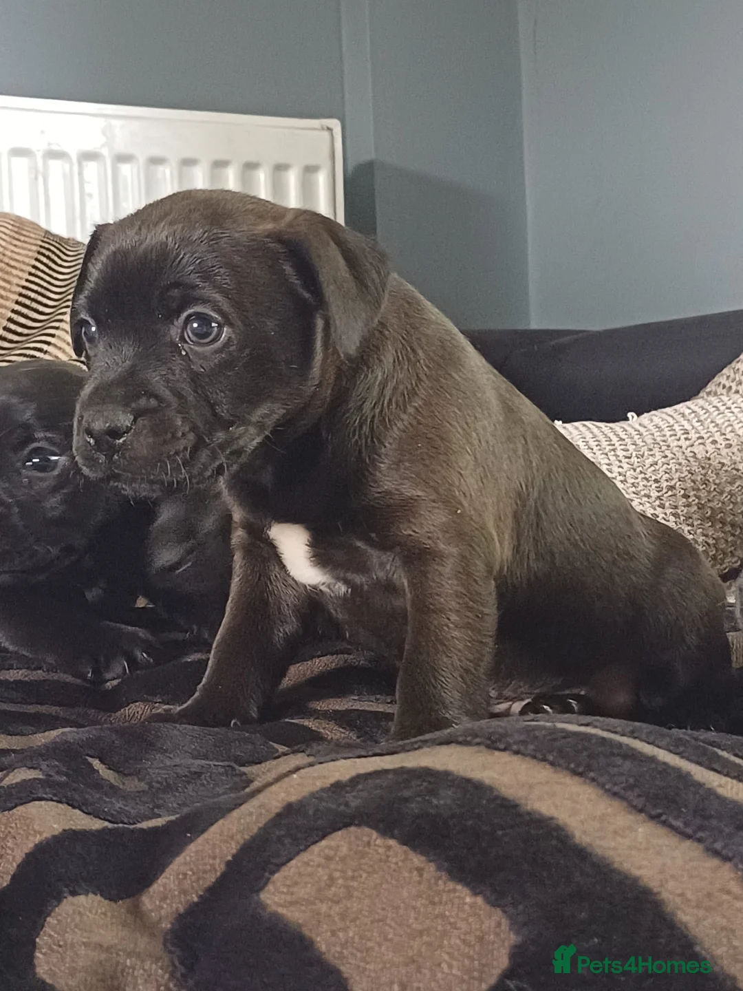 Patterdale Terrier dogs for sale: Stunning patterdale terriers  - Advert 14