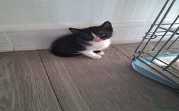 Mixed Breed cats for sale: 3 Beautiful Kittens  - Advert 6