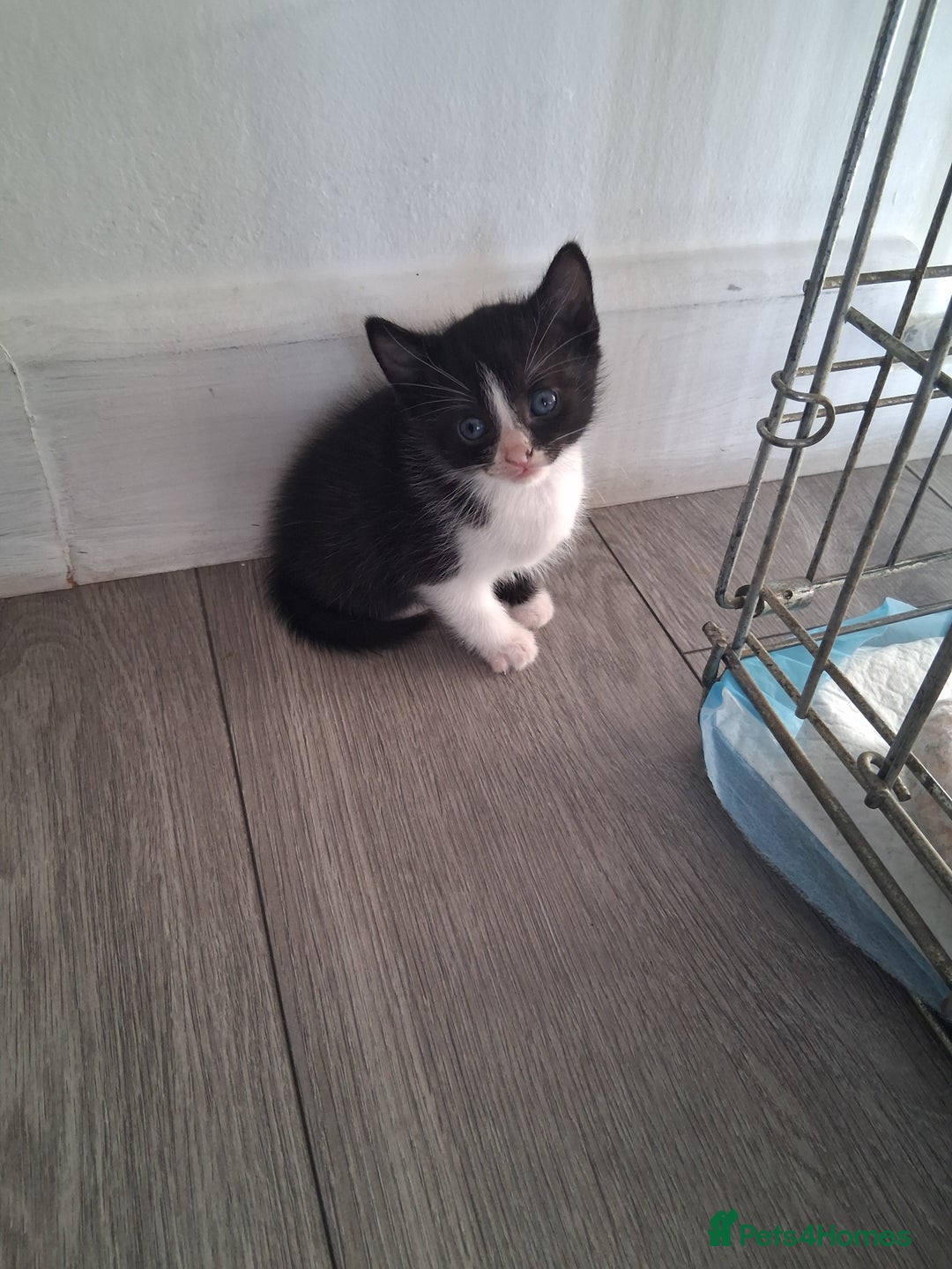 Mixed Breed cats for sale: 3 Beautiful Kittens  - Advert 6