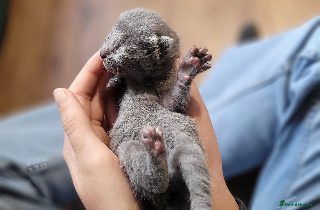 Russian Blue cats for sale: Pure Russian Blue kittens for sale  - Image 4