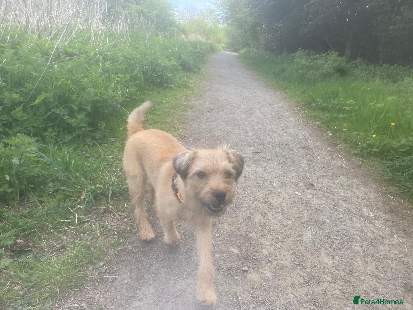 Border Terrier dogs **Border Terrier Puppies** - Advert 4