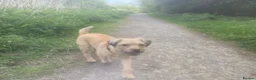 Border Terrier dogs for sale: **Border Terrier Puppies** in Glasgow - Advert 1