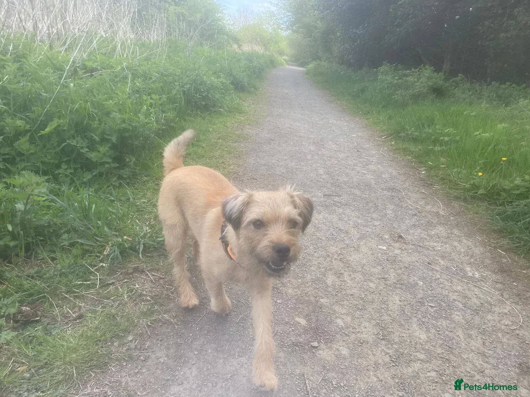 Border Terrier dogs for sale: **Border Terrier Puppies** in Glasgow - Advert 1
