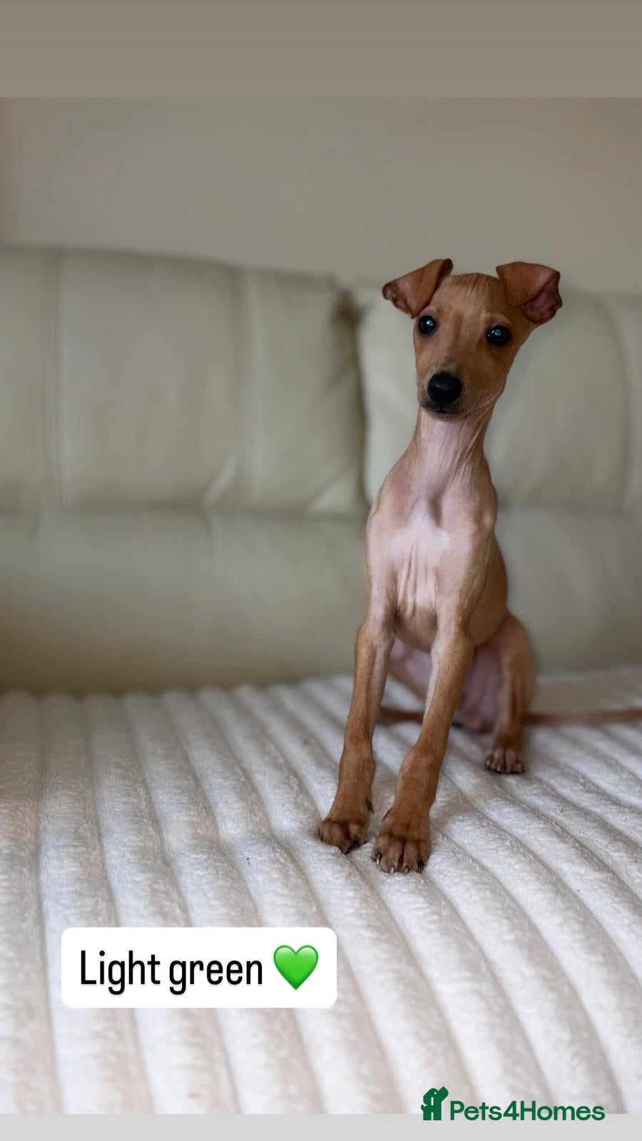 Italian Greyhound dogs Ready to leave last 3 boys Kc registered - Advert 5