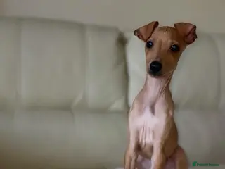 Italian Greyhound dogs Ready to leave last 3 boys Kc registered - Advert 5