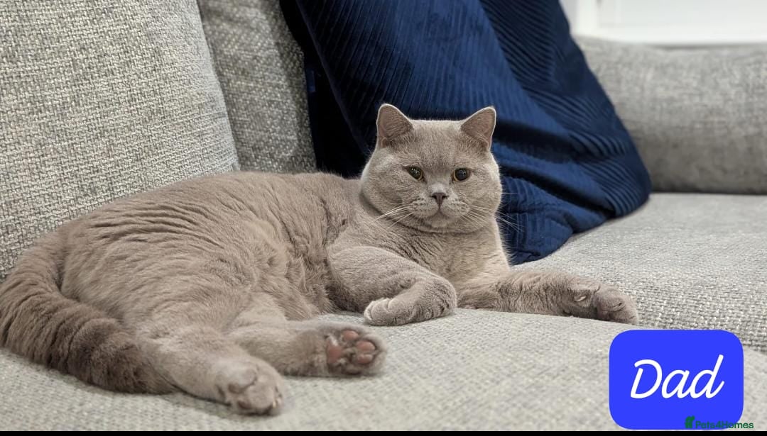 British Shorthair cats for sale: 6 beautiful rare FAWN British Shorthair Kittens ✨ - Advert 17