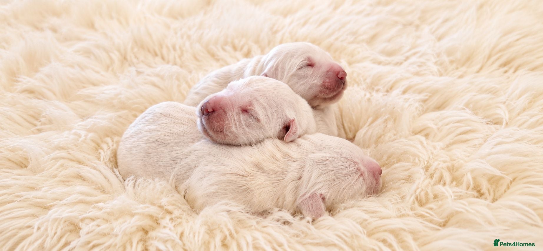 Golden Retriever dogs Newmiller Retrievers Upcoming Litter Announcement - Advert 1