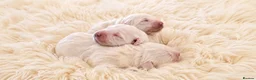 Golden Retriever dogs for sale: Newmiller Retrievers - One Girl Avaliable - Advert 4
